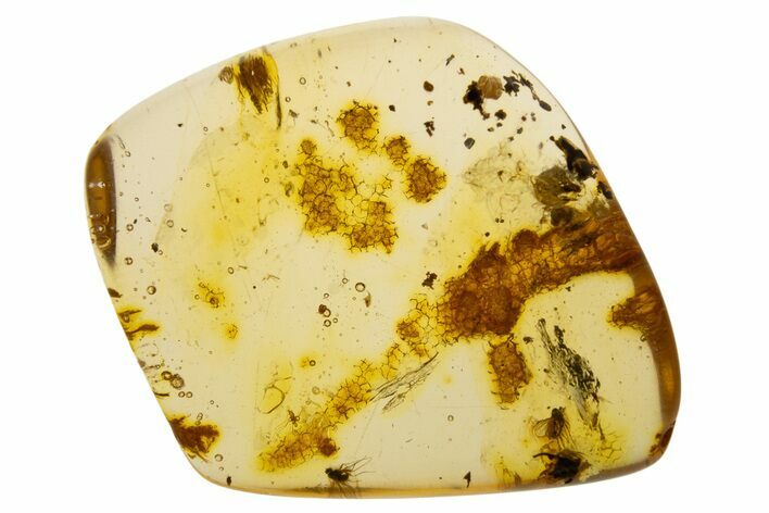 Polished Colombian Copal ( g) - Contains Fly and Wasp! #331667